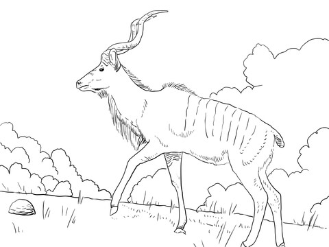 Male Greater Kudu   Coloring Page